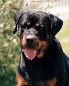 rottweiler cd