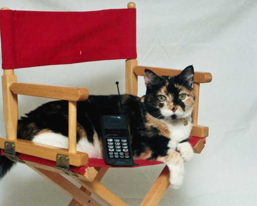 Cat and phone