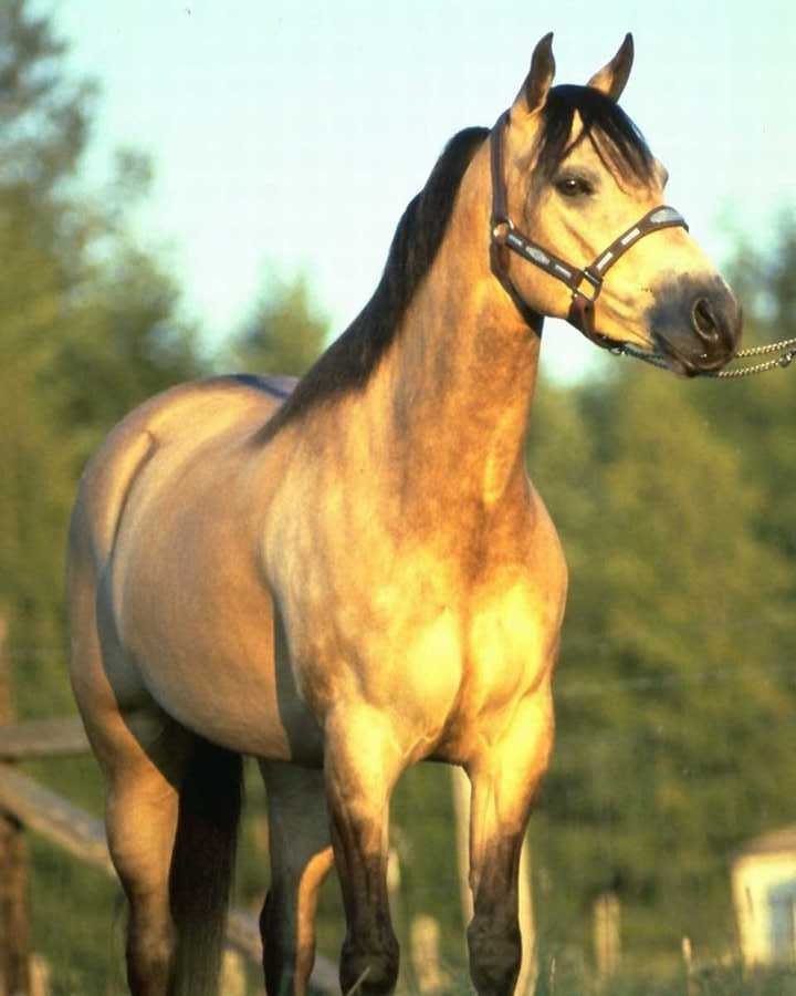 buckskin horse